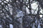 northern hawk owl