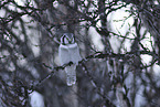 northern hawk owl