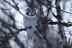 northern hawk owl