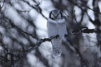 northern hawk owl