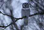 northern hawk owl