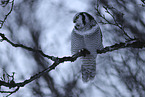 northern hawk owl