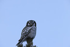 northern hawk owl