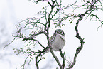 northern hawk owl