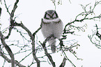 northern hawk owl