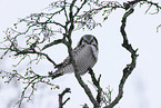 northern hawk owl