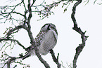 northern hawk owl