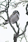 northern hawk owl