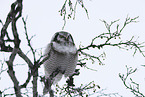 northern hawk owl