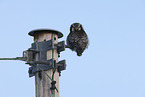 northern hawk