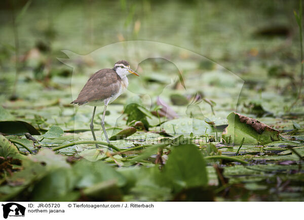 northern jacana / JR-05720