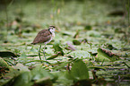 northern jacana