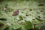 northern jacana