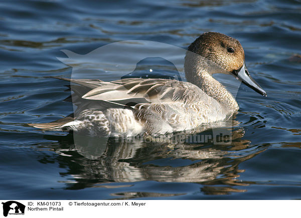 Northern Pintail / KM-01073