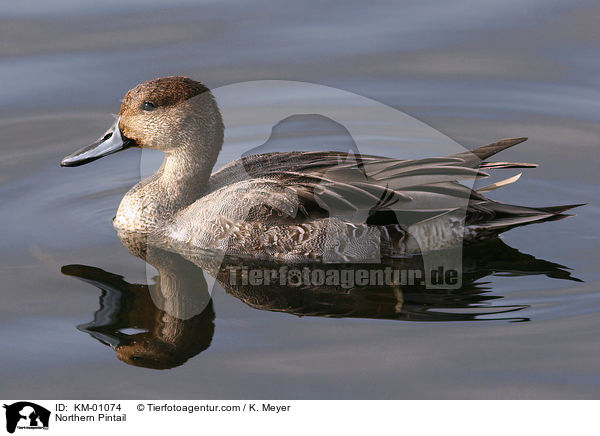 Spieente / Northern Pintail / KM-01074