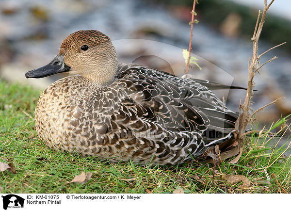 Spieente / Northern Pintail / KM-01075