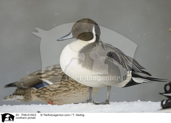 Spieente / northern pintail / THA-01923