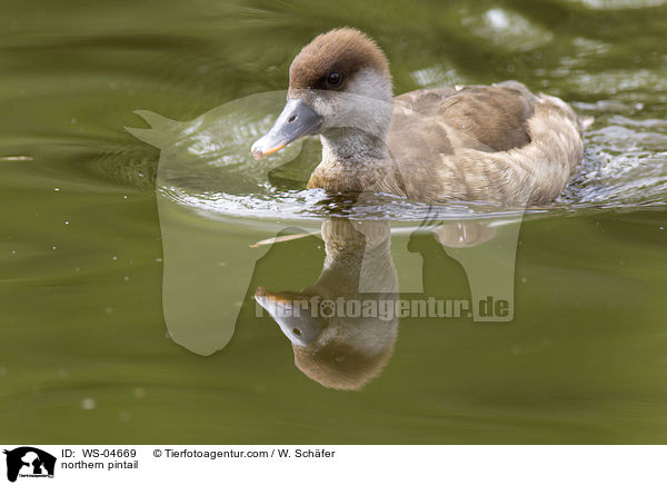 Spieente / northern pintail / WS-04669