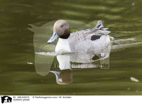 Spieente / northern pintail / WS-04670