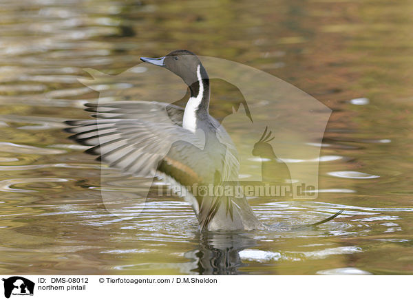 northern pintail / DMS-08012