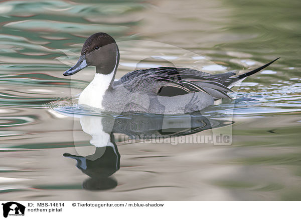 northern pintail / MBS-14614