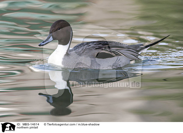 Spieente / northern pintail / MBS-14614