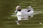 northern pintail