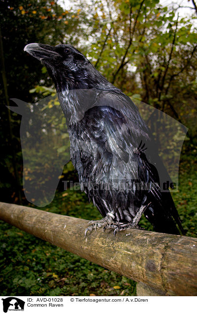 Kolkrabe / Common Raven / AVD-01028