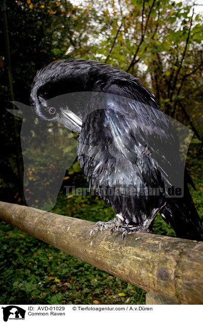 Kolkrabe / Common Raven / AVD-01029