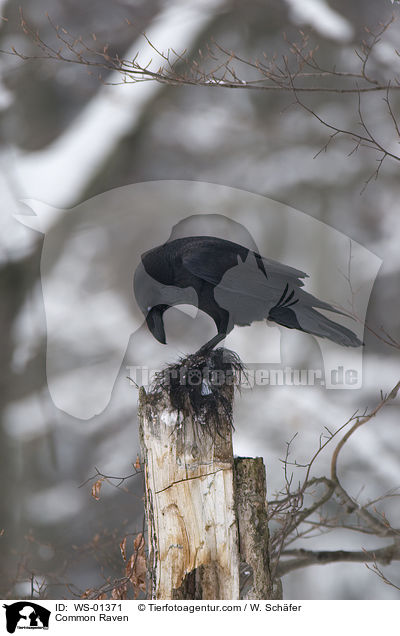 Kolkrabe / Common Raven / WS-01371
