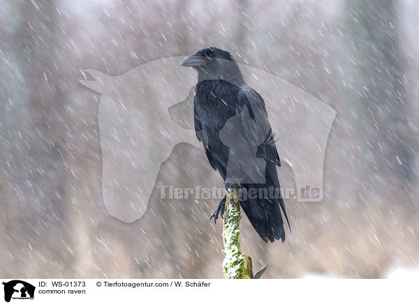 Kolkrabe im Winter bei Schneefall / common raven / WS-01373