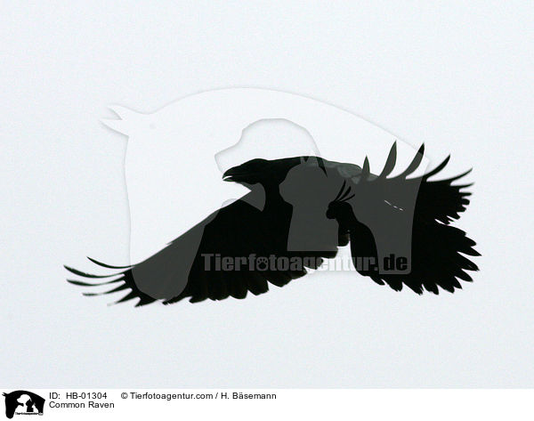 Common Raven / HB-01304