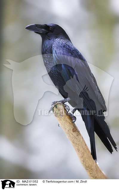 Kolkrabe / common raven / MAZ-01352