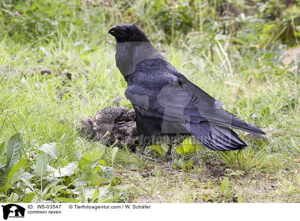 Kolkrabe / common raven / WS-03547