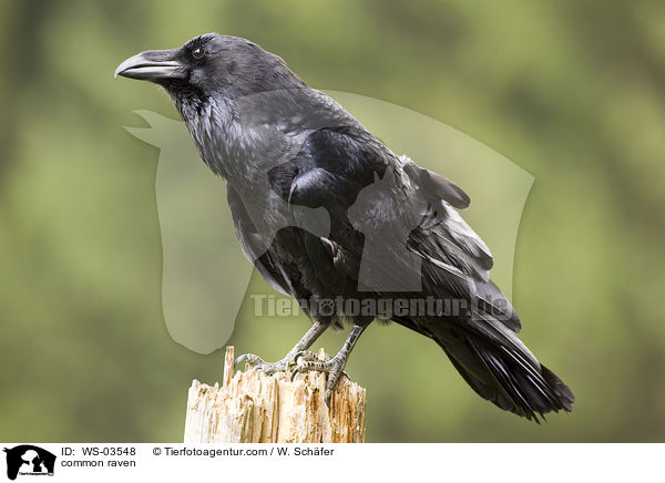 Kolkrabe / common raven / WS-03548