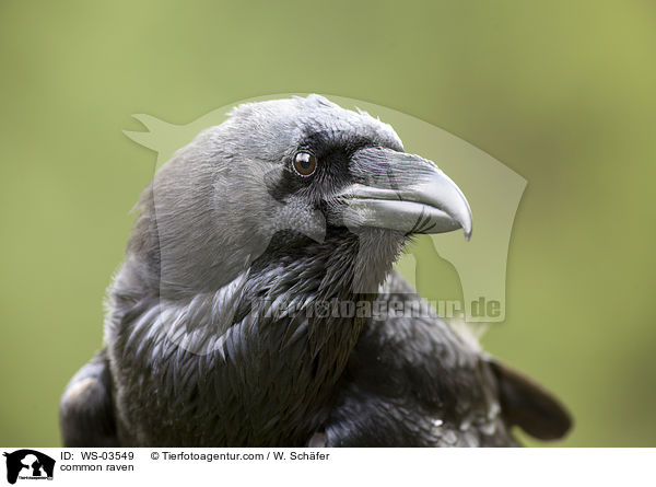 Kolkrabe / common raven / WS-03549