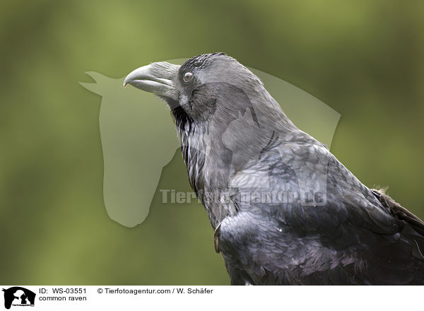 Kolkrabe / common raven / WS-03551
