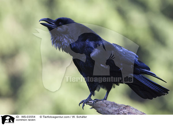 Kolkrabe / common raven / WS-03554