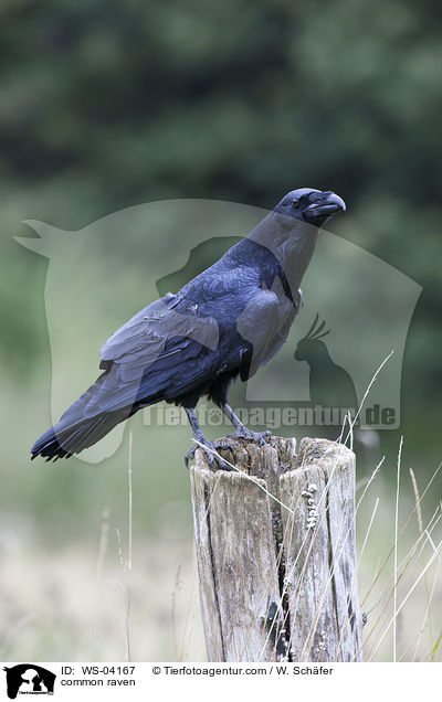 common raven / WS-04167