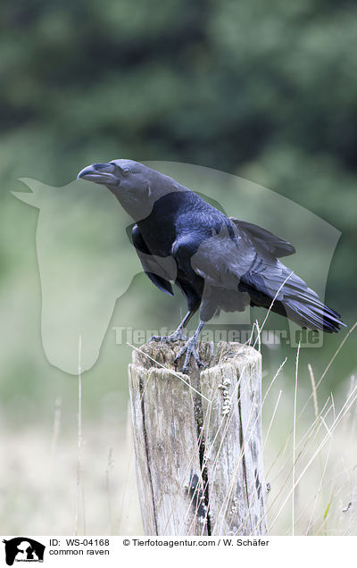 Kolkrabe / common raven / WS-04168