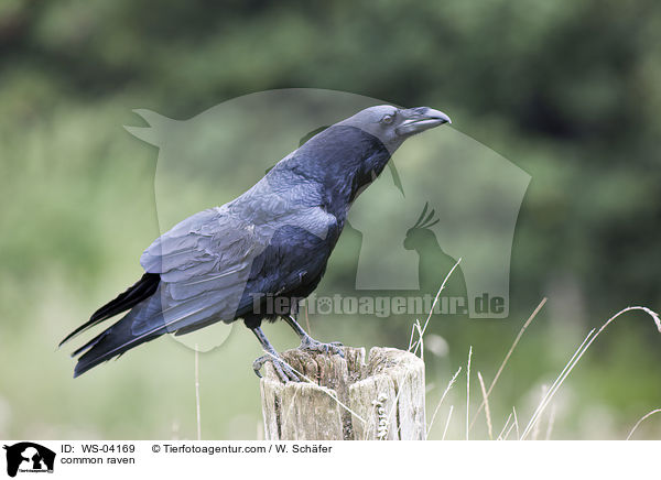 common raven / WS-04169