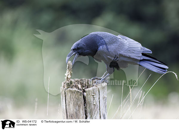 common raven / WS-04172