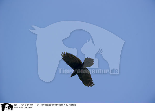 Kolkrabe / common raven / THA-03470