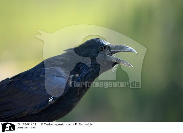 common raven / FF-01401