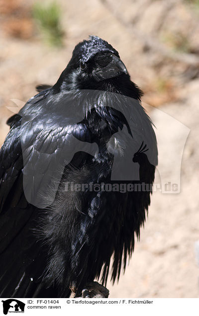 common raven / FF-01404