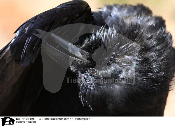 common raven / FF-01405