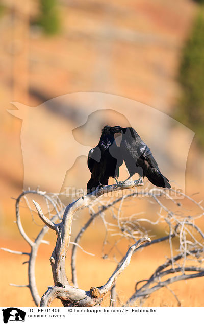 common ravens / FF-01406