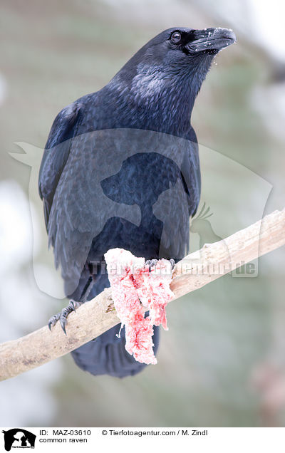 Kolkrabe / common raven / MAZ-03610
