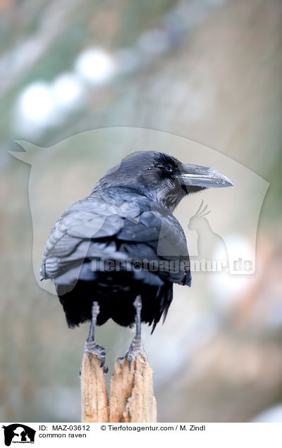 common raven / MAZ-03612