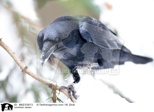 common raven / MAZ-03613